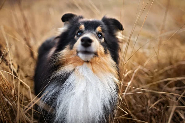 乾燥した草の中に三色のシェルティー犬の肖像画屋外 — ストック写真