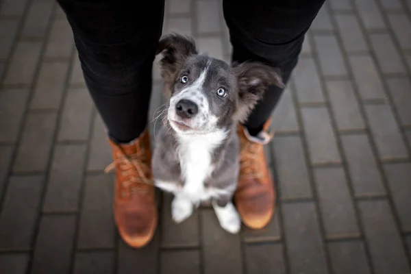 Bordo Collie Cucciolo Seduto Tra Gambe Del Proprietario Guardando Alto Foto Stock Royalty Free