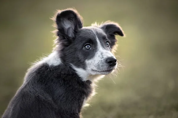 若いグレーと白のボーダーコリー子犬の肖像画屋外 — ストック写真