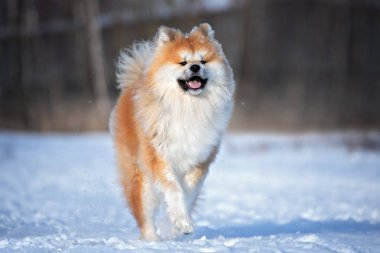 Dışarıda karda koşan mutlu akita inu köpekleri