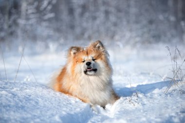 Mutlu akita köpeği kışın karda yatıyor.