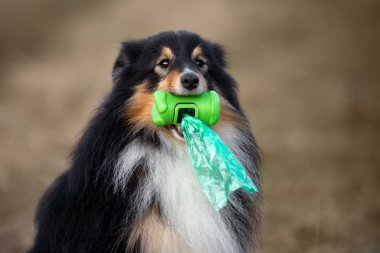 Shetland çoban köpeği ağzında çöp torbaları tutuyor.