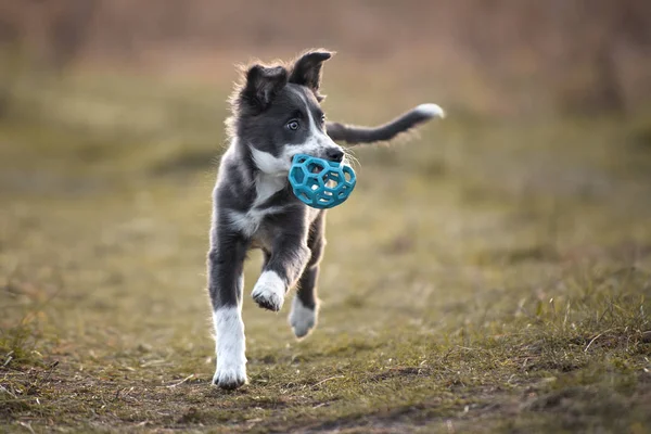 Happy Border Collie Puppy Spelen Buiten Met Een Speelgoed Bal — Stockfoto