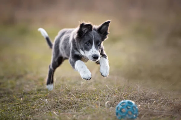 Happy Border Collie Puppy Playing Outdoors — 스톡 사진
