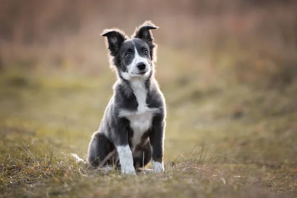 Border Collie Puppy Zittend Buiten — Stockfoto