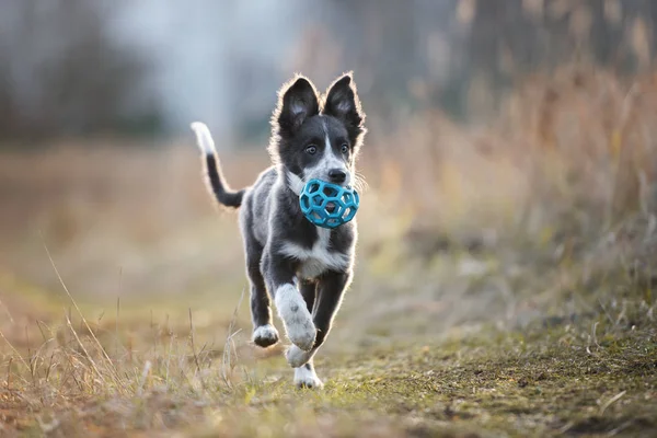 快乐的边境牧羊犬带着玩具球跑出去了 — 图库照片