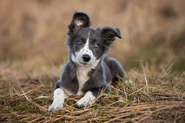 Cinza Branco Fronteira Collie Cachorro Deitado Livre — Fotografia de Stock