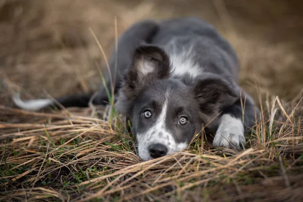 Adorable Border Collie Puppy Lying Outdoors — Stok fotoğraf