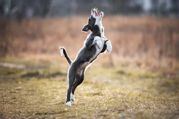 Engraçado Cinza Borda Collie Filhote Cachorro Pulando Livre — Fotografia de Stock