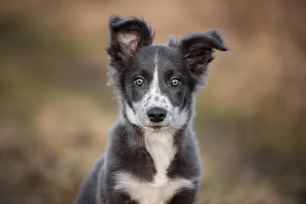 Grau Weißer Border Collie Welpe Mit Lustigen Ohren Posiert Freien — Stockfoto