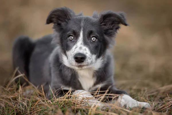 Grijze Witte Rand Collie Puppy Liggend Buiten — Stockfoto