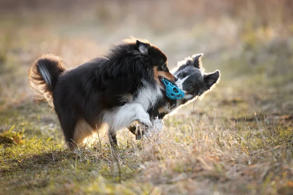 两只活泼的狗在户外玩拖曳玩具球的游戏 — 图库照片