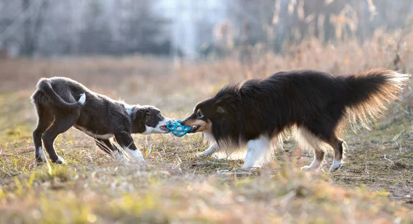 Два Собаки Грають Буксирі Війни Відкритому Повітрі Іграшкою Ячем — стокове фото
