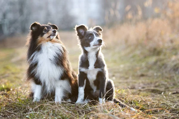 Two Dogs Sitting Together Outdoors Shetland Sheepdog Border Collie Puppy — Stock Photo, Image