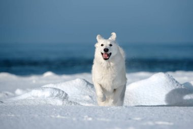 Mutlu beyaz Alman çoban köpeği kışın kumsalda koşuyor.