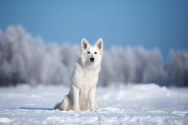 white shepherd dog posing outdoors in winter