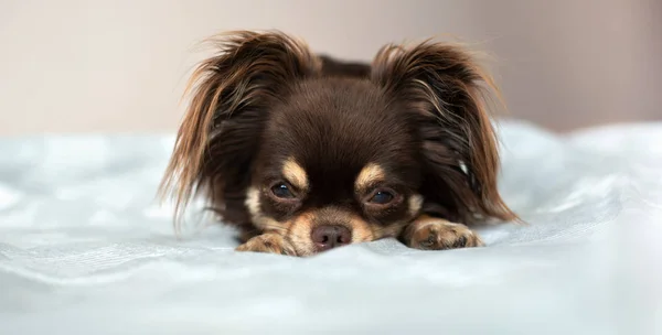 Chihuahua Dog Resting Owner Bed Indoors — Stockfoto