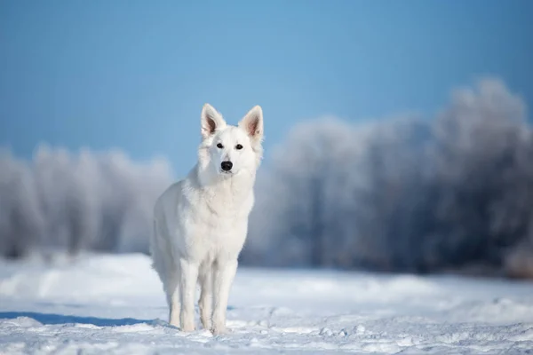 Witte Herder Hond Poseren Buiten Winter — Stockfoto