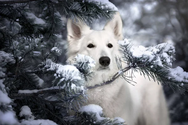 Witte Herder Hond Portret Buiten Winter — Stockfoto