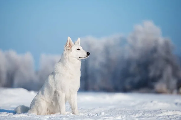 冬に屋外でポーズをとる白い羊飼いの犬 — ストック写真