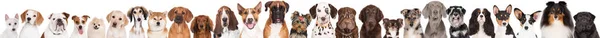 group of dogs portrait on white background