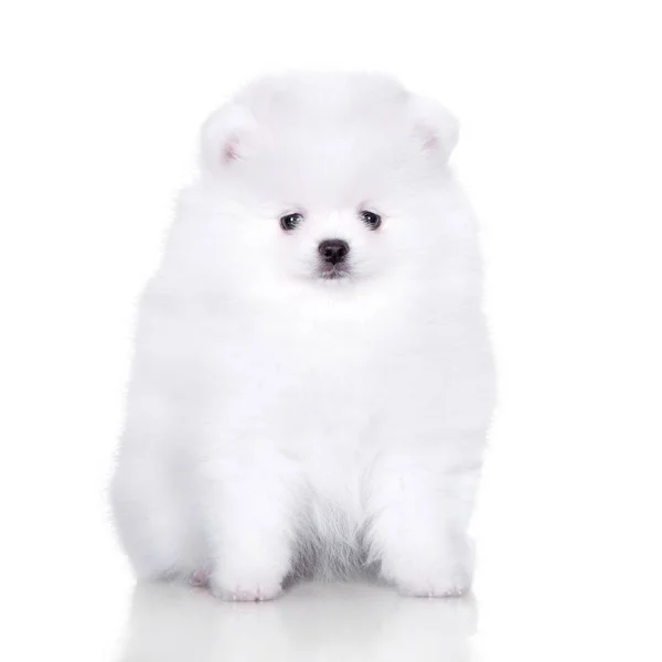 Blanco Pomeranian Spitz Cachorro Sentado Blanco Fondo —  Fotos de Stock