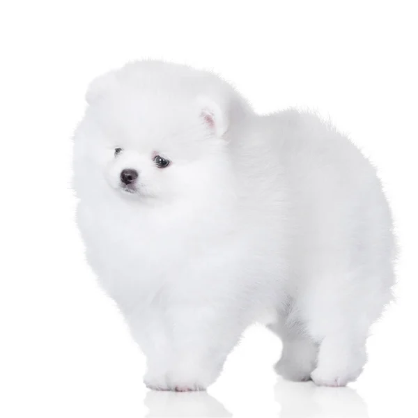 Fluffy White Pomeranian Spitz Puppy Standing White Background — Stock Photo, Image