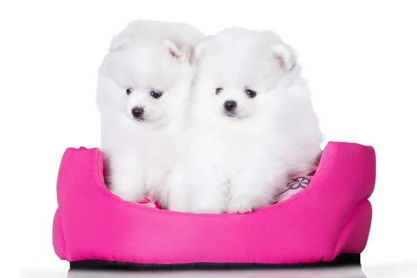 两只波美拉尼亚斯皮茨小狗坐在白色背景的粉色宠物床上 — 图库照片