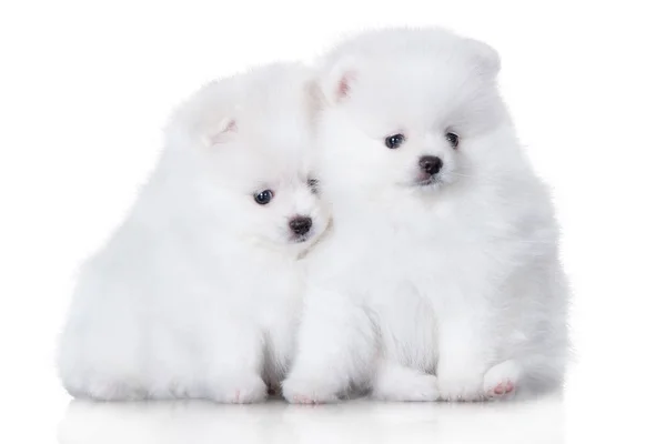 Dos Adorables Cachorros Esponjosos Spitz Sentados Juntos Sobre Fondo Blanco — Foto de Stock