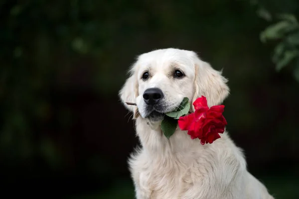 Golden Retriever Köpeği Ağzında Kırmızı Bir Gül Tutuyor — Stok fotoğraf