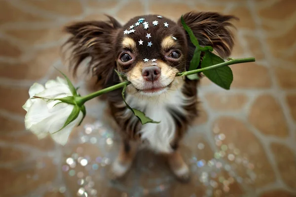 Chien Chihuahua Brun Tenant Une Rose Blanche Dans Bouche Portrait — Photo