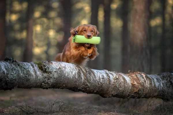 Χαρούμενος Σκύλος Retriever Άλμα Πάνω Από Ένα Δέντρο Στο Δάσος — Φωτογραφία Αρχείου