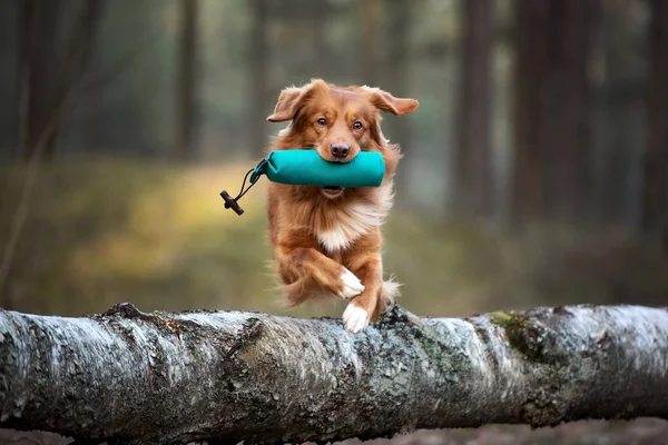 Piros Toller Retriever Kutya Ugrás Egy Egy Vadászbábu Szájban Vadászkutya — Stock Fotó