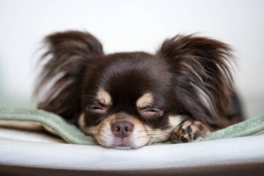 Kahverengi chihuahua köpeği içerde uyuyor.