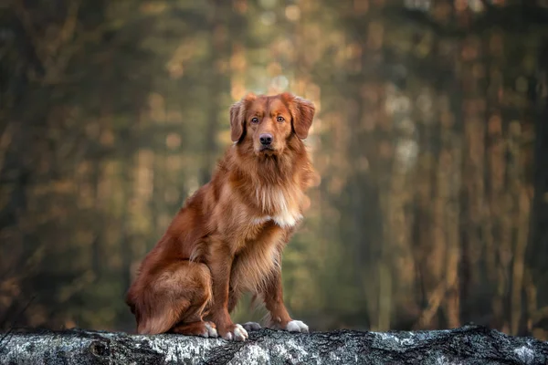 Nova Scotia Kachna Mýtný Retrívr Pes Sedí Lese — Stock fotografie