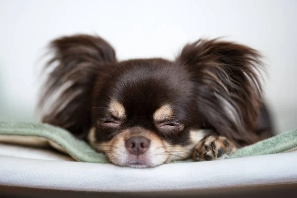 Brown Chihuahua Dog Sleeping Indoors — Stock Photo, Image