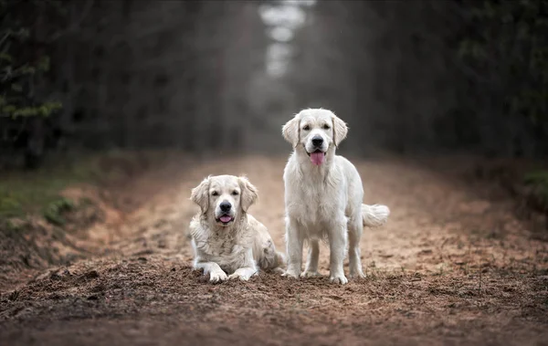 Två Gyllene Retriever Hundar Promenader Skogen Regnet — Stockfoto