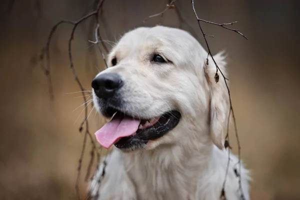 Gelukkig Golden Retriever Hond Portret Buiten — Stockfoto