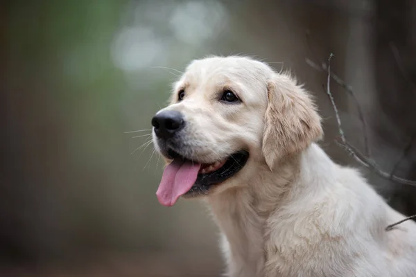 Hapy Golden Retriever Pies Portret Wiosną Zewnątrz — Zdjęcie stockowe