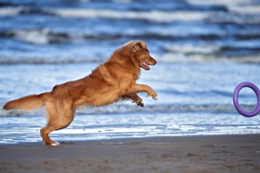 Kumsalda yuvarlak bir oyuncakla oynayan mutlu av köpeği.