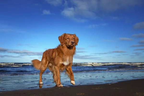 Nova Scotia Kachna Mýtné Retrívr Pes Chůze Pláži — Stock fotografie