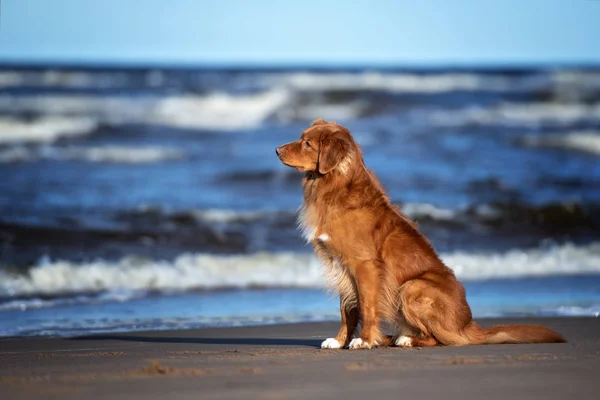 Новая Скотия Утка Звонит Ретривер Собака Сидит Пляже — стоковое фото
