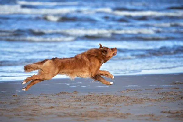 Happy Active Toller Retriever Dog Running Fast Beach — Stock Photo, Image