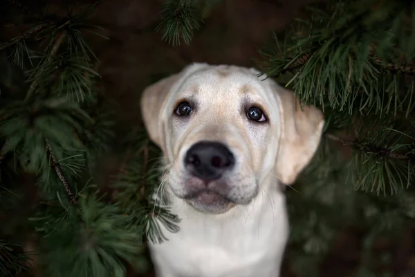 Adorable Retrato Perrito Labrador Amarillo Ramas Pino Aire Libre Mirando —  Fotos de Stock