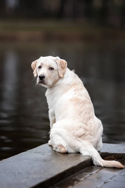 Labrador Retriever Puppy Zit Buiten Bij Vijver — Stockfoto