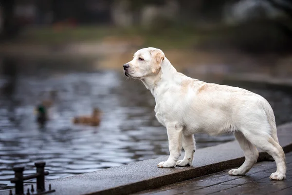 Jong Labrador Puppy Staan Bij Het Meer Kijken Eenden — Stockfoto