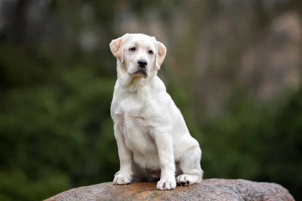 Cachorro Labrador Amarillo Sentado Aire Libre Primavera —  Fotos de Stock