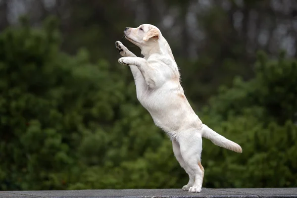 Schattige Speelse Labrador Retriever Puppy Poseren Buiten — Stockfoto