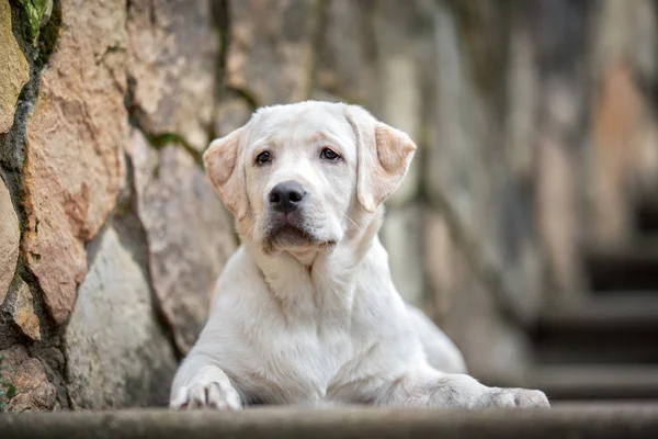 Joven Labrador Retriever Cachorro Acostado Por Una Pared Piedra Aire —  Fotos de Stock