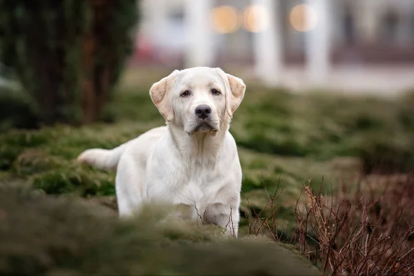 Żółty Szczeniak Labrador Stojący Zewnątrz — Zdjęcie stockowe